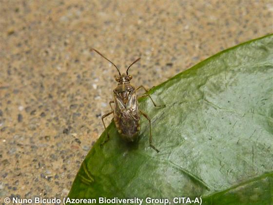 Liorhyssus hyalinus (Fabricius, 1794)